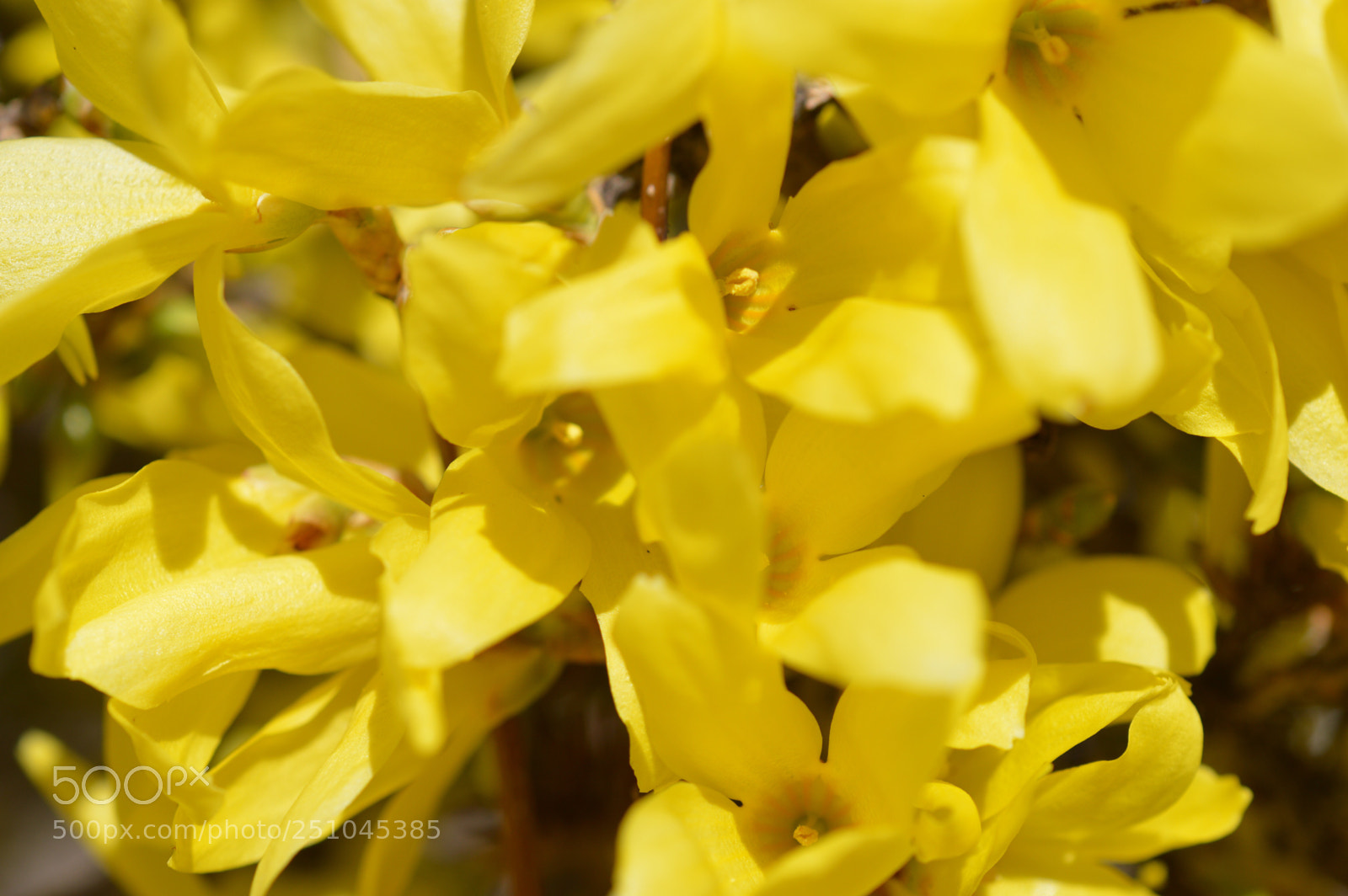 Nikon D3200 sample photo. Yellow  photography