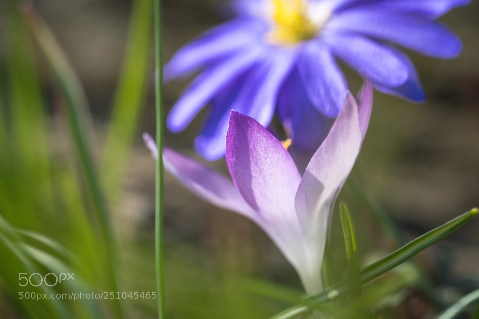 Sony a7R II sample photo. Harmony photography