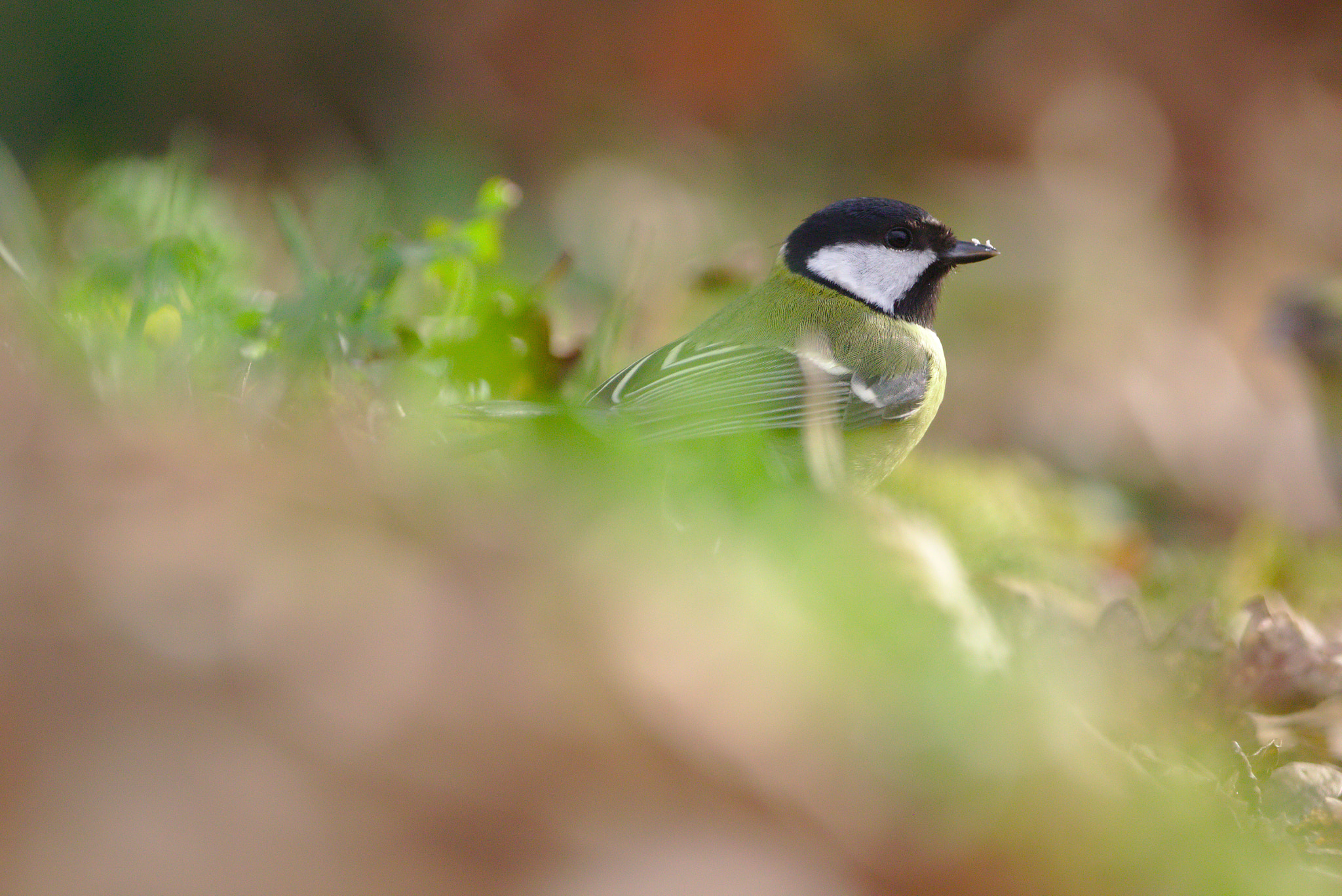 Sigma 150-600mm F5-6.3 DG OS HSM | C sample photo. Great tit photography