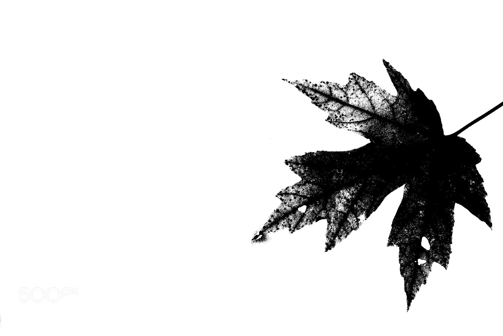 Nikon D60 sample photo. Inkblot leaf photography