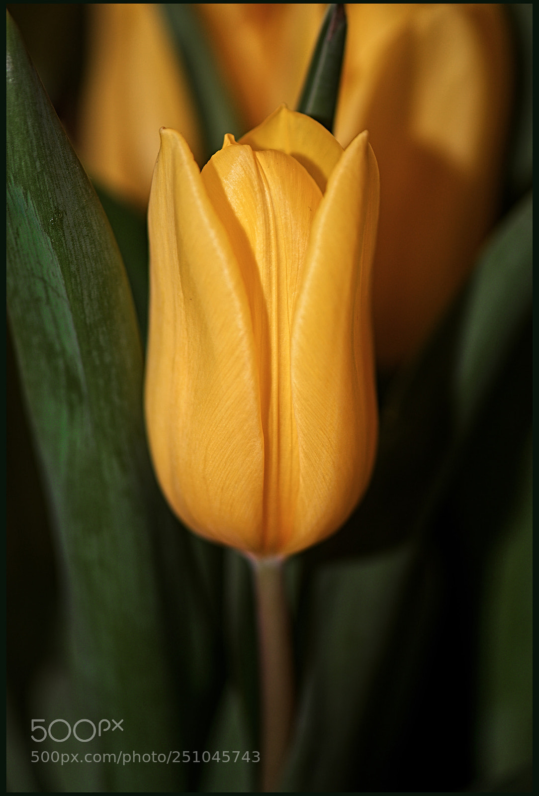 Nikon D610 sample photo. Yellow tulip photography