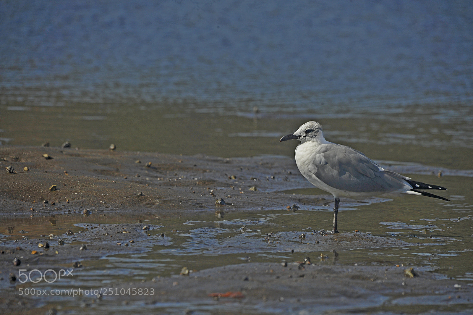 Nikon D700 sample photo. Laughing gull photography