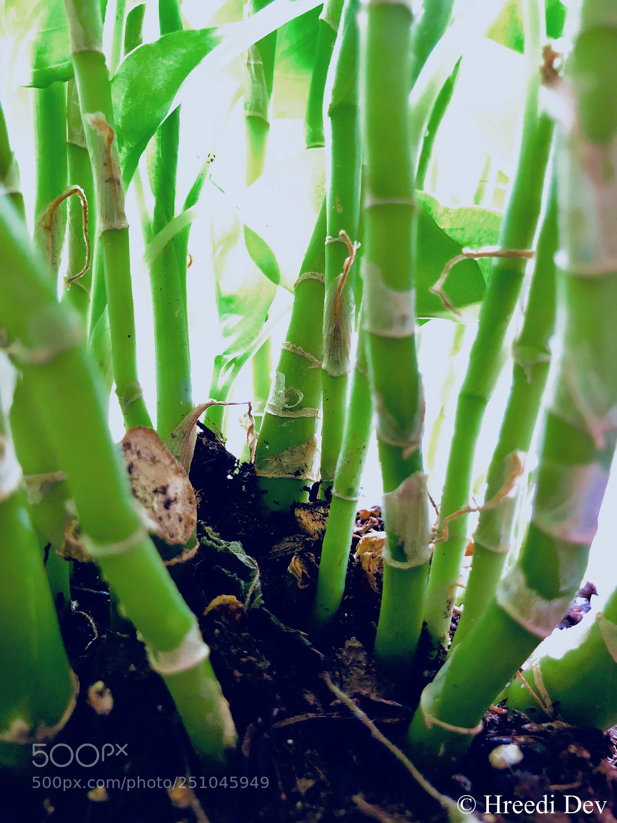 Apple iPhone X sample photo. Stems photography