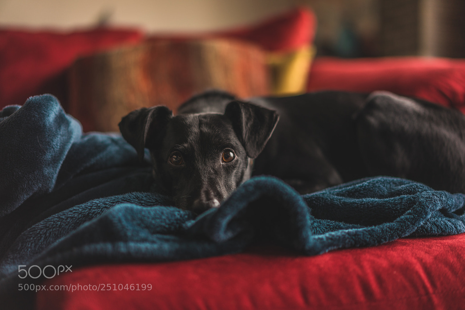 Sony a7R sample photo. Curious dog photography