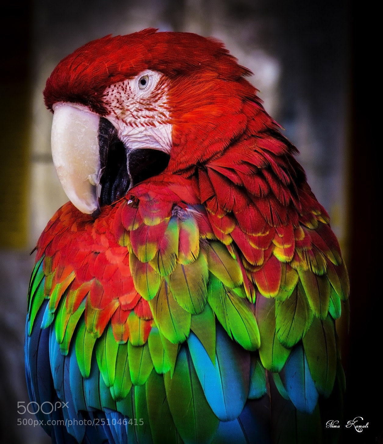 Nikon D7100 sample photo. Scarlet macaw photography