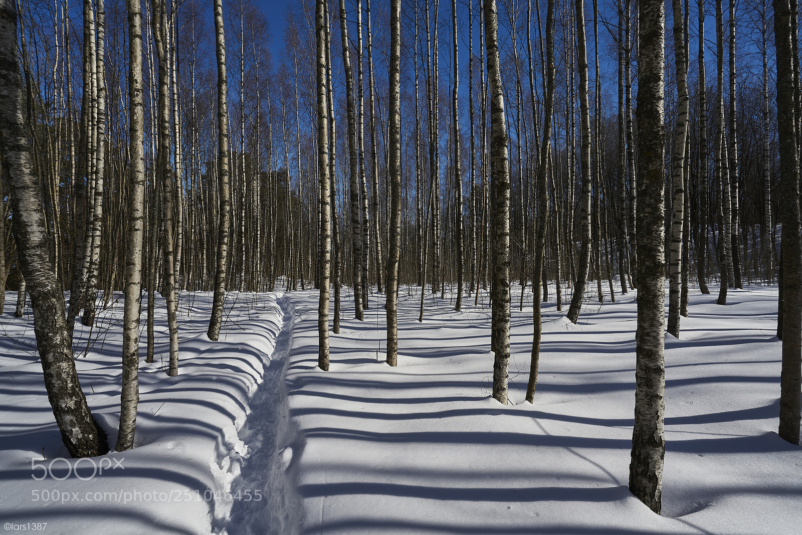 Sony a7R II sample photo. A path in the photography