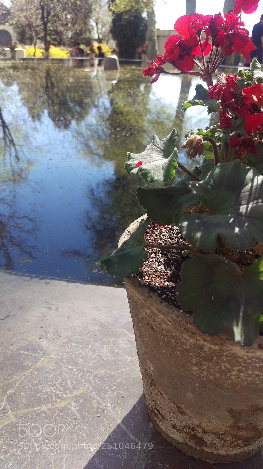 HTC ONE M9 sample photo. The flower and the photography