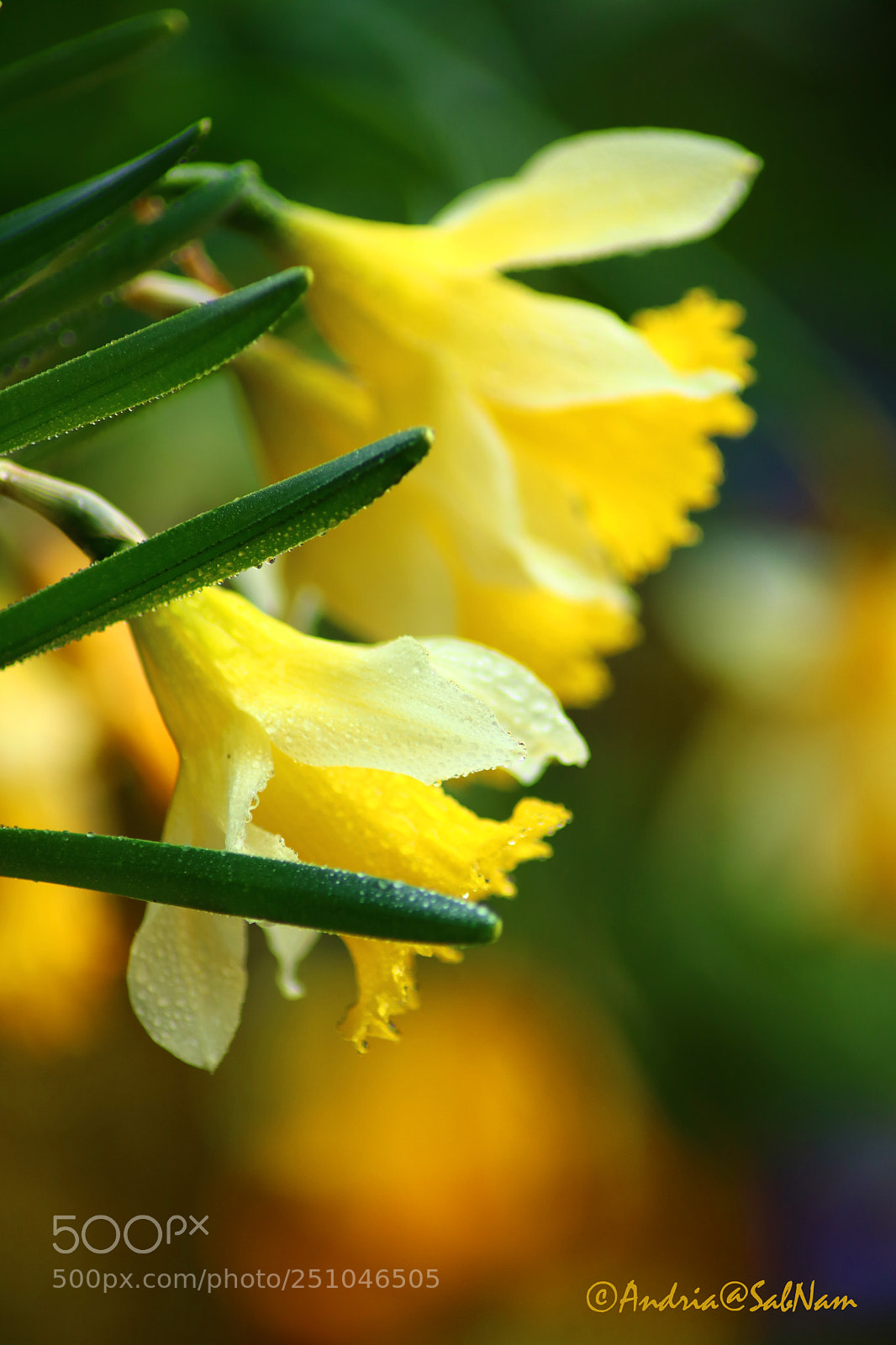 Canon EOS 750D (EOS Rebel T6i / EOS Kiss X8i) sample photo. Daffodils photography