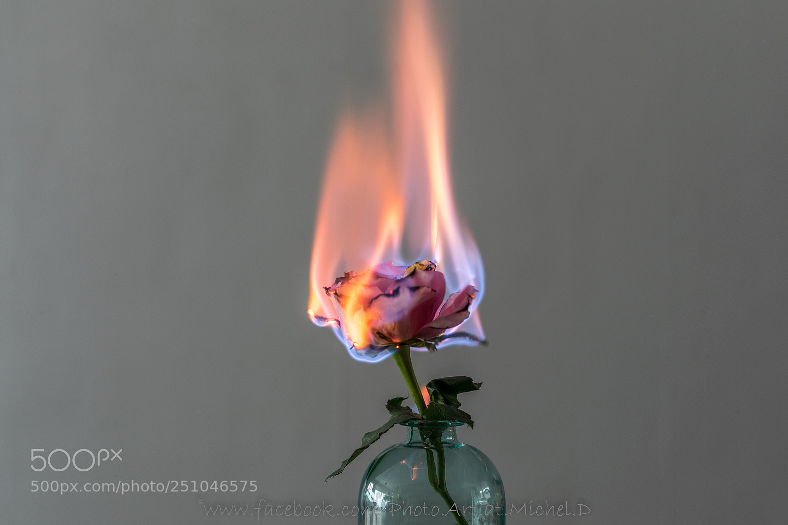 Nikon D5300 sample photo. Burning flower 2 photography
