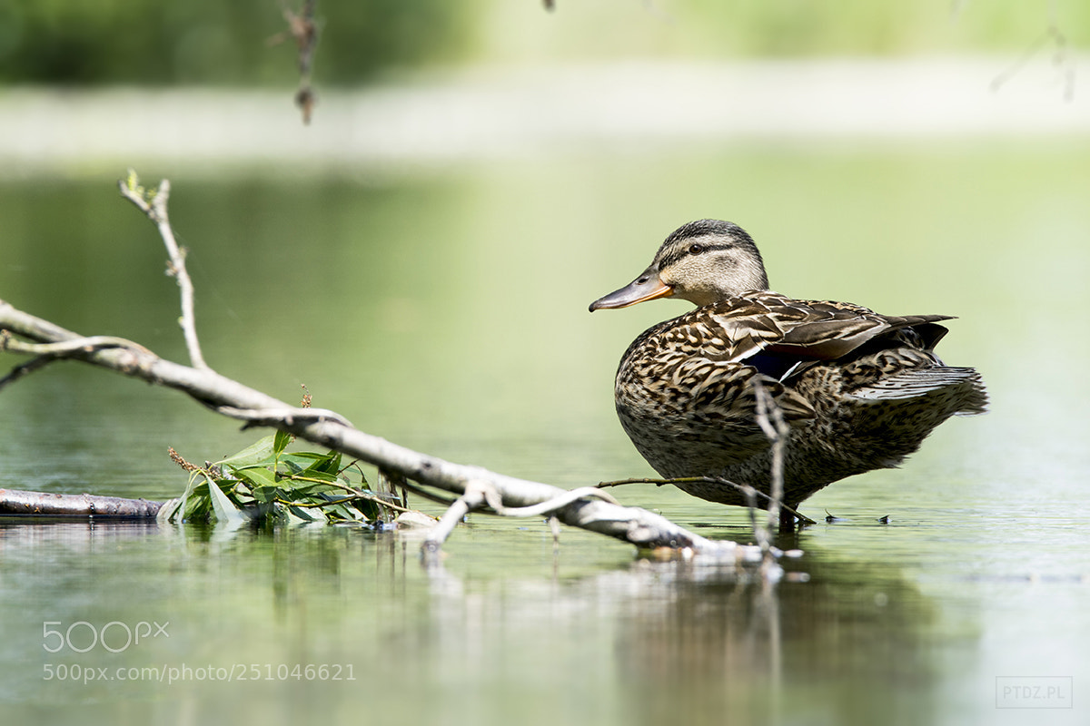 Nikon D5300 sample photo. 039 the mallard photography
