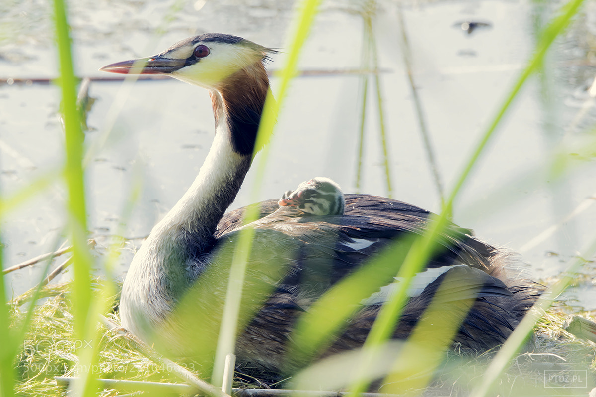 Nikon D5300 sample photo. 040 the great crested grebe photography
