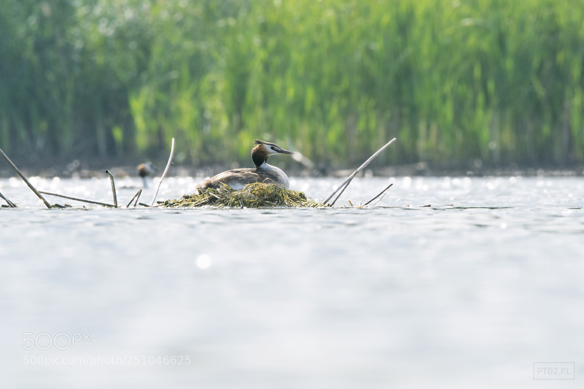 Nikon D5300 sample photo. 041 the great crested grebe #2 photography