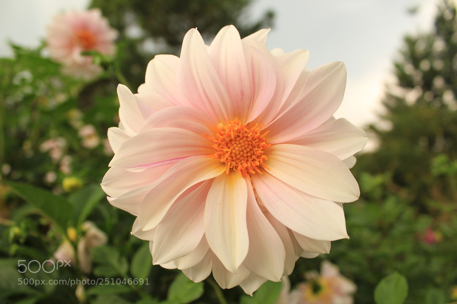 Canon EOS 1300D (EOS Rebel T6 / EOS Kiss X80) sample photo. Bokeh garden flower photography