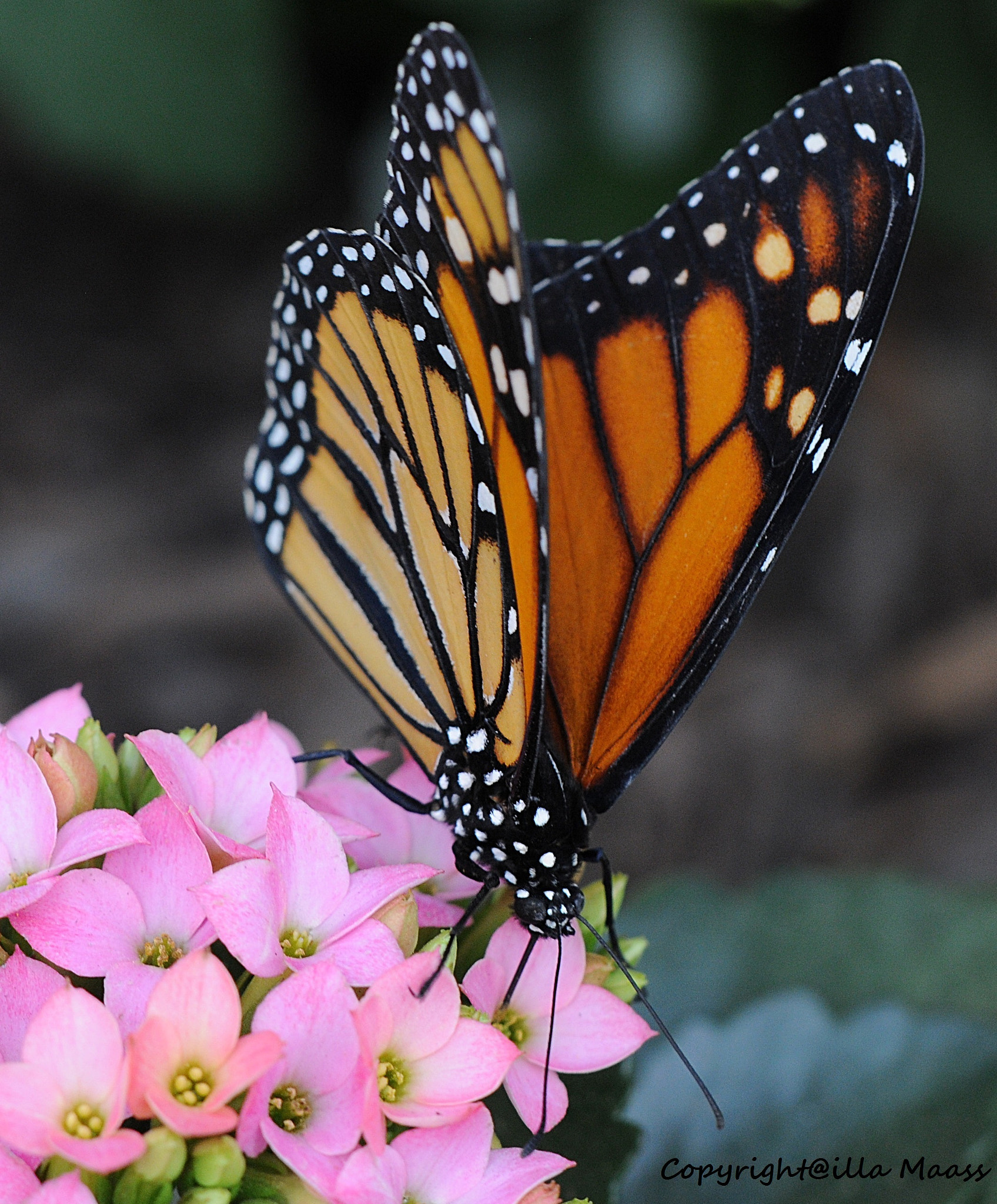 Nikon D300 sample photo. Schmetterlingspark sayn photography