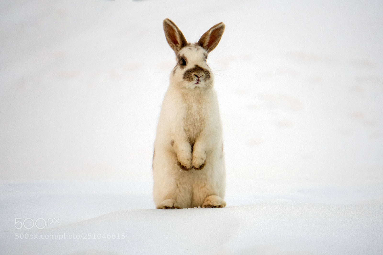 Sony a6300 sample photo. Easter bunny photography