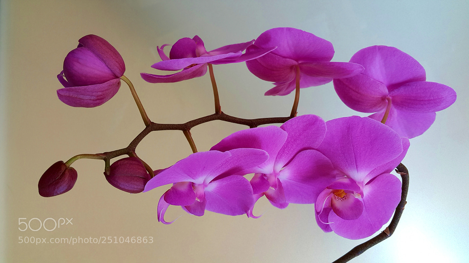 Samsung Galaxy Note4 sample photo. 277 photography