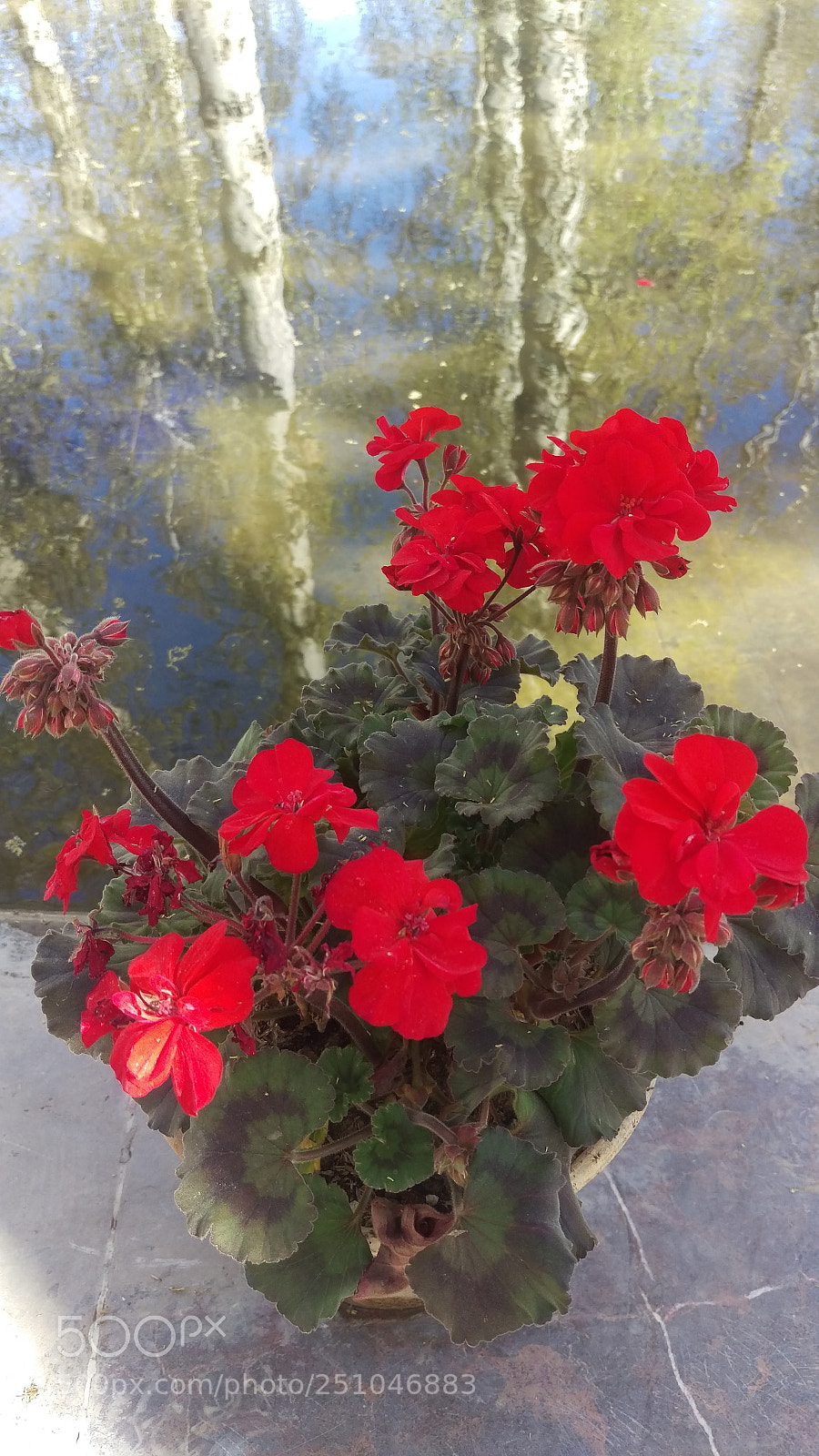 HTC ONE M9 sample photo. The flowers, the pond photography