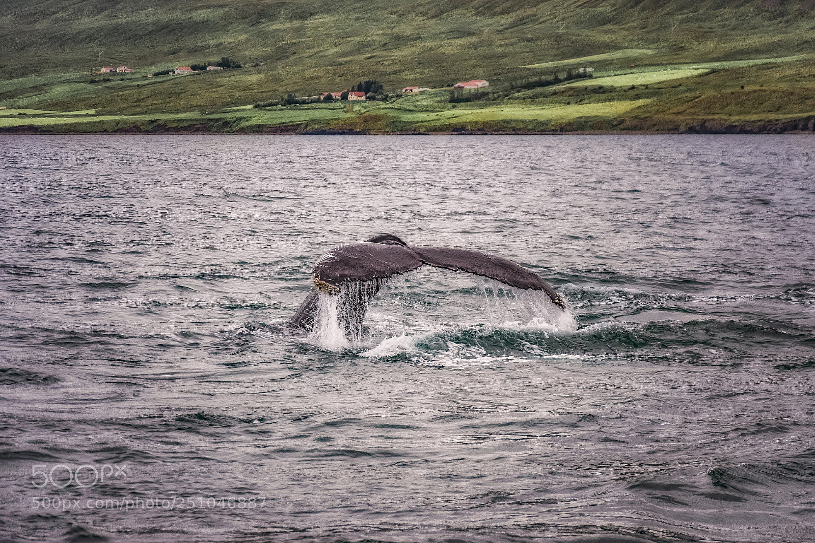 Nikon D5300 sample photo. Giants of the sea photography