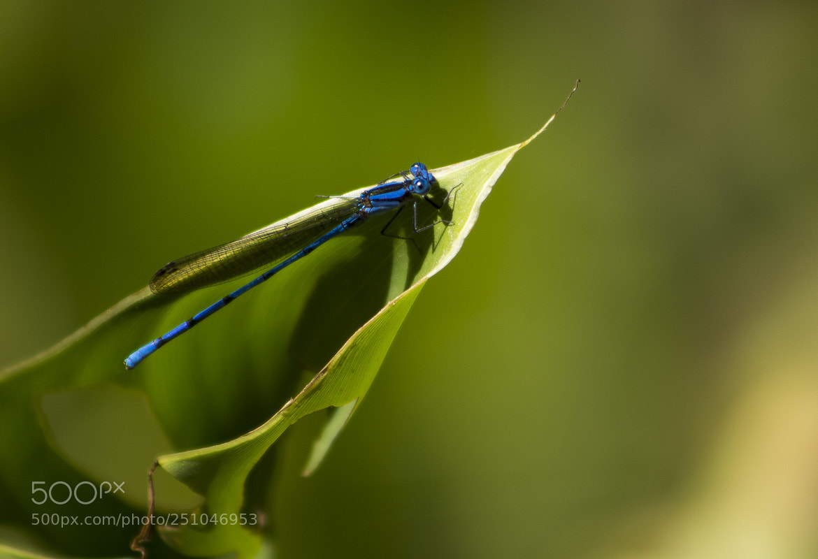 Canon EOS 1200D (EOS Rebel T5 / EOS Kiss X70 / EOS Hi) sample photo. Dragonfly blue, my favorite photography
