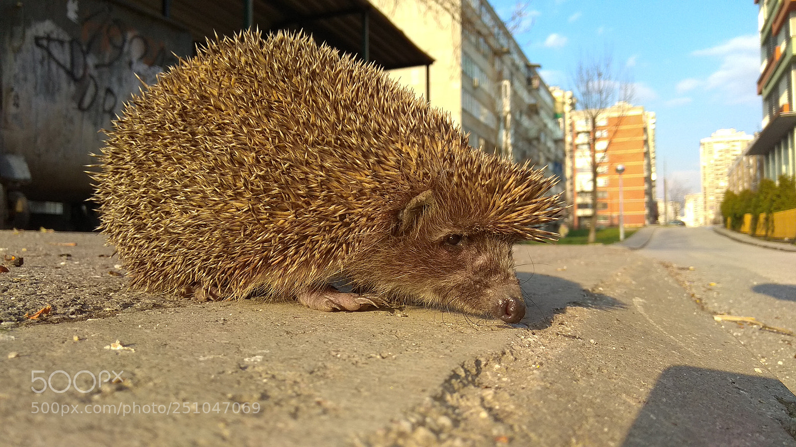 Xiaomi Redmi Note 4 sample photo. Grumpy hedgehog photography