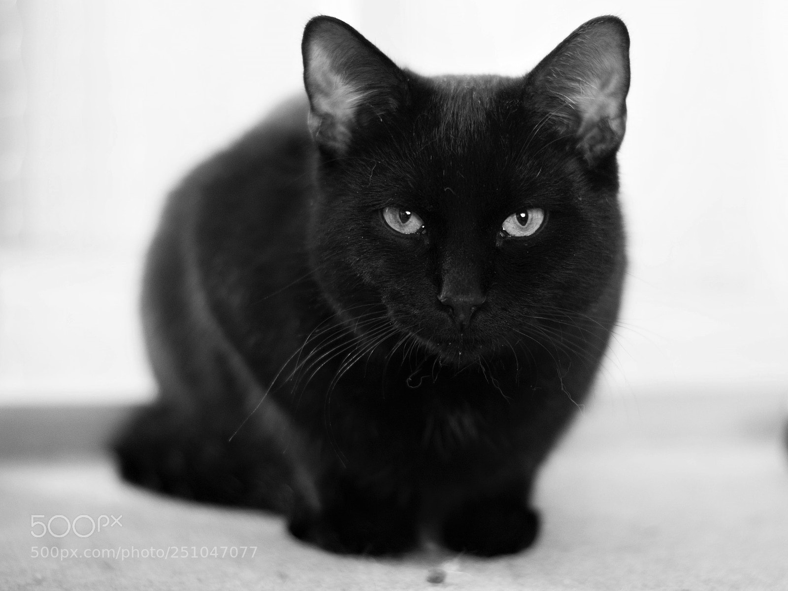 Nikon D5200 sample photo. Zombik photography