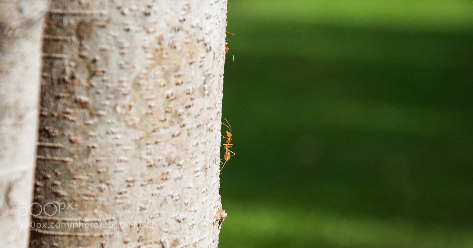 Nikon D5000 sample photo. Big green world photography