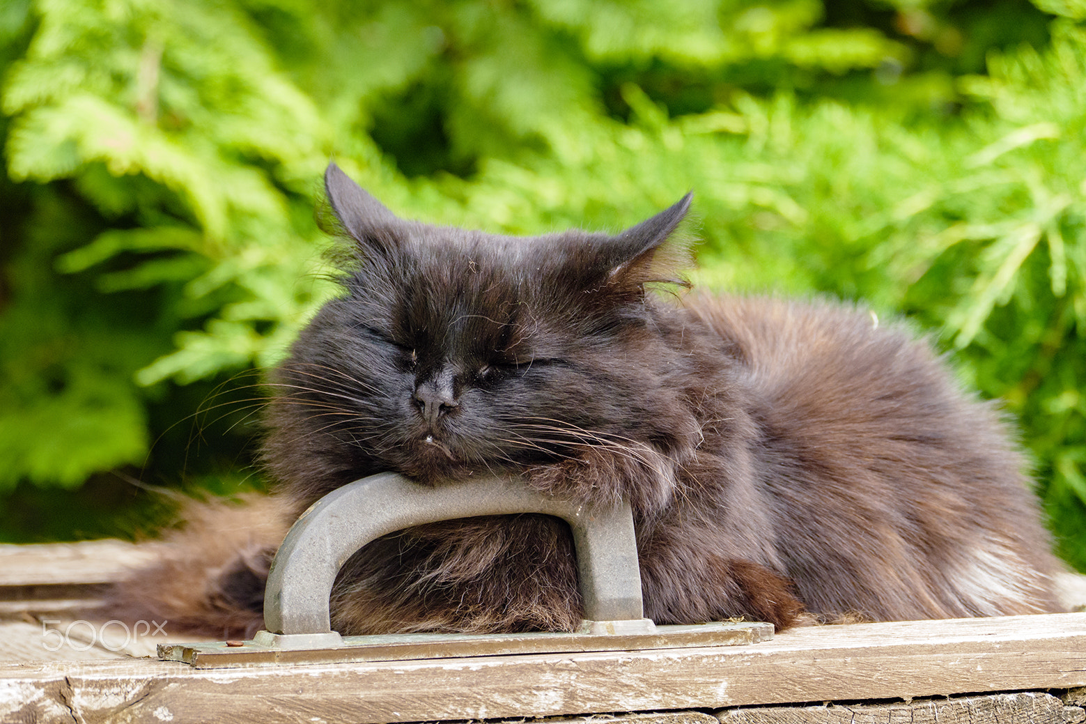 Panasonic Lumix DMC-FZ1000 sample photo. Cat's lazy afternoon photography