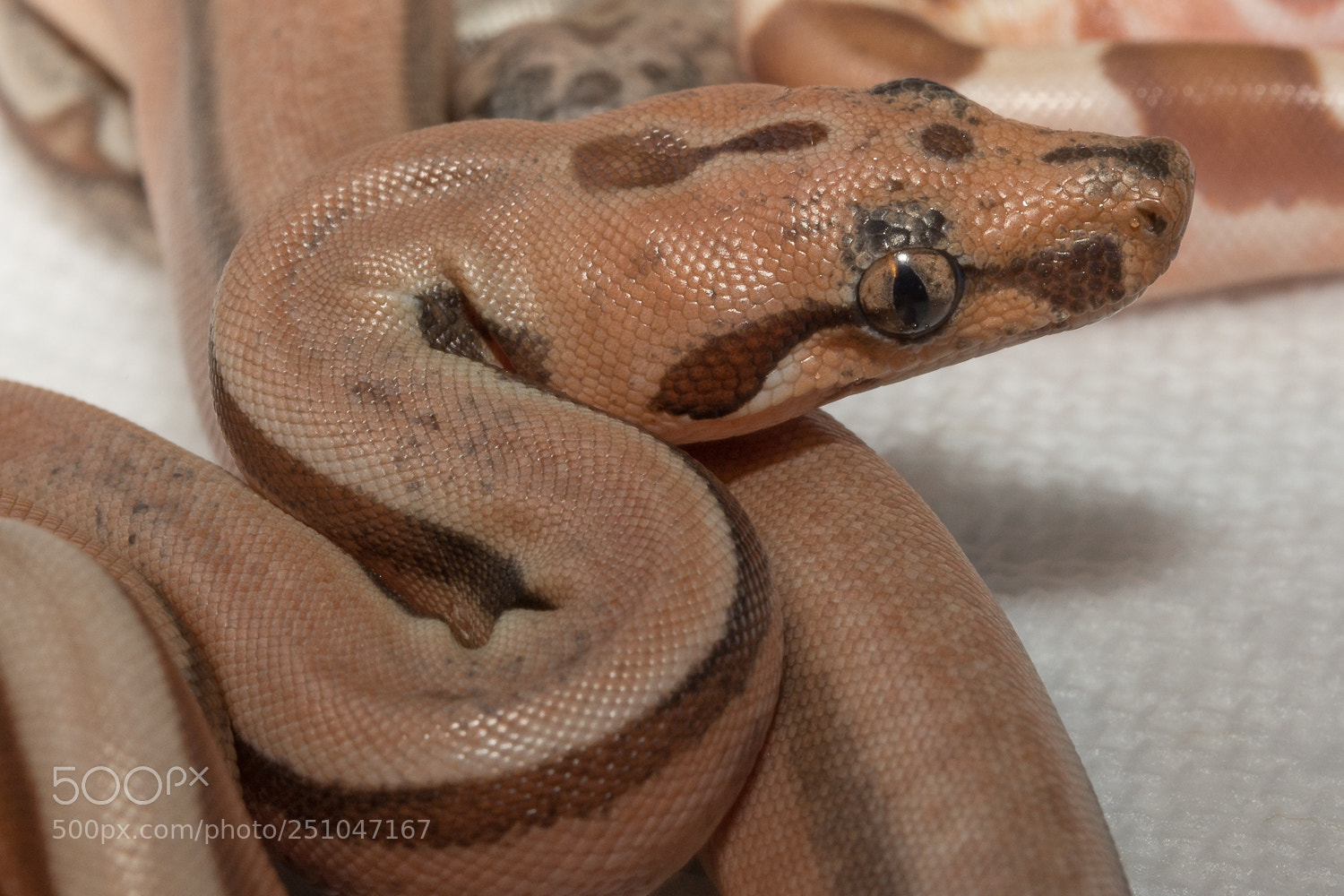 Nikon D7100 sample photo. Newborn boa photography