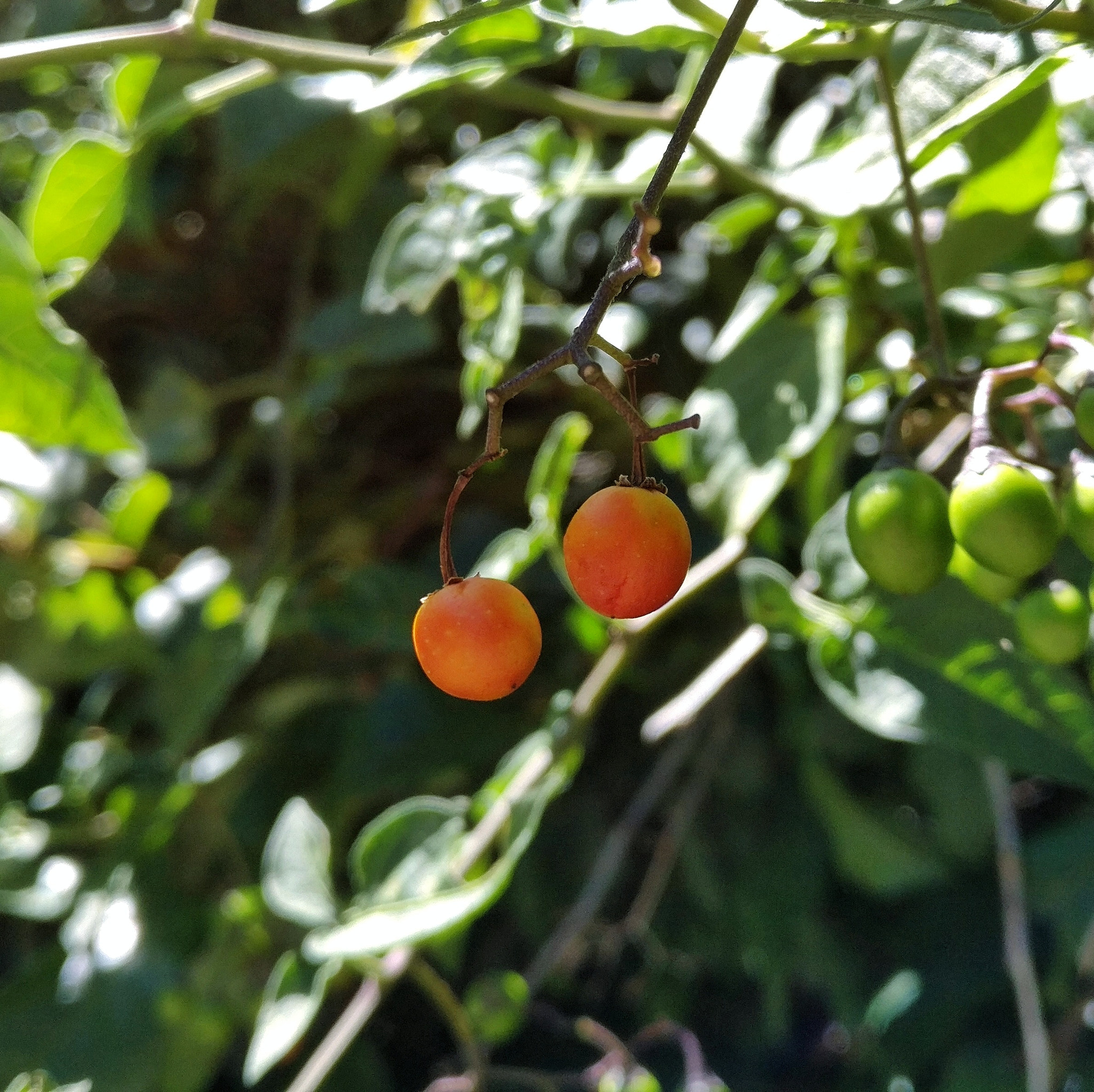 OnePlus A3000 sample photo. Tiny fruit photography