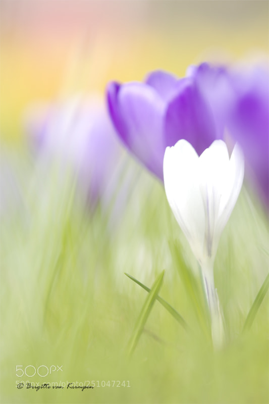 Canon EOS 60D sample photo. Spring pastels photography