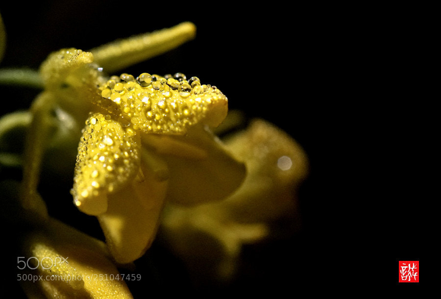 Sony a6500 sample photo. Morning dew 0327 photography
