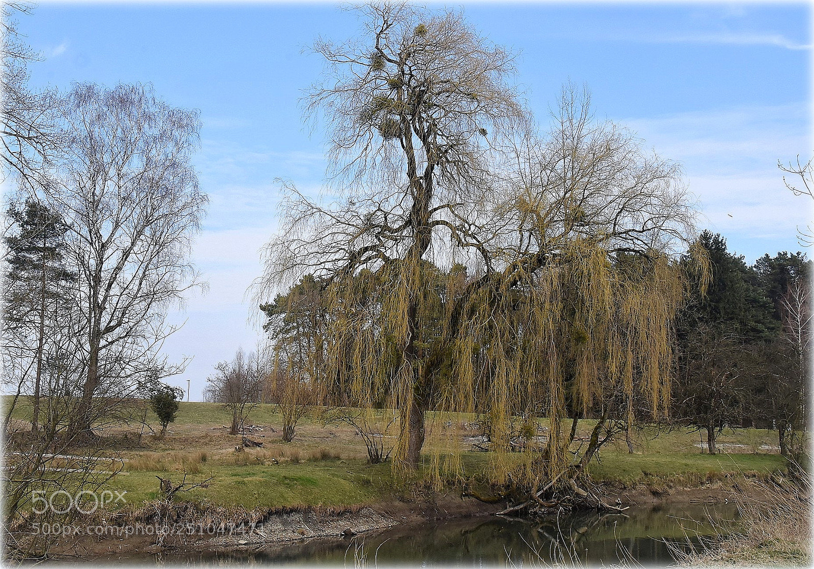 Nikon D810 sample photo. "willow" photography