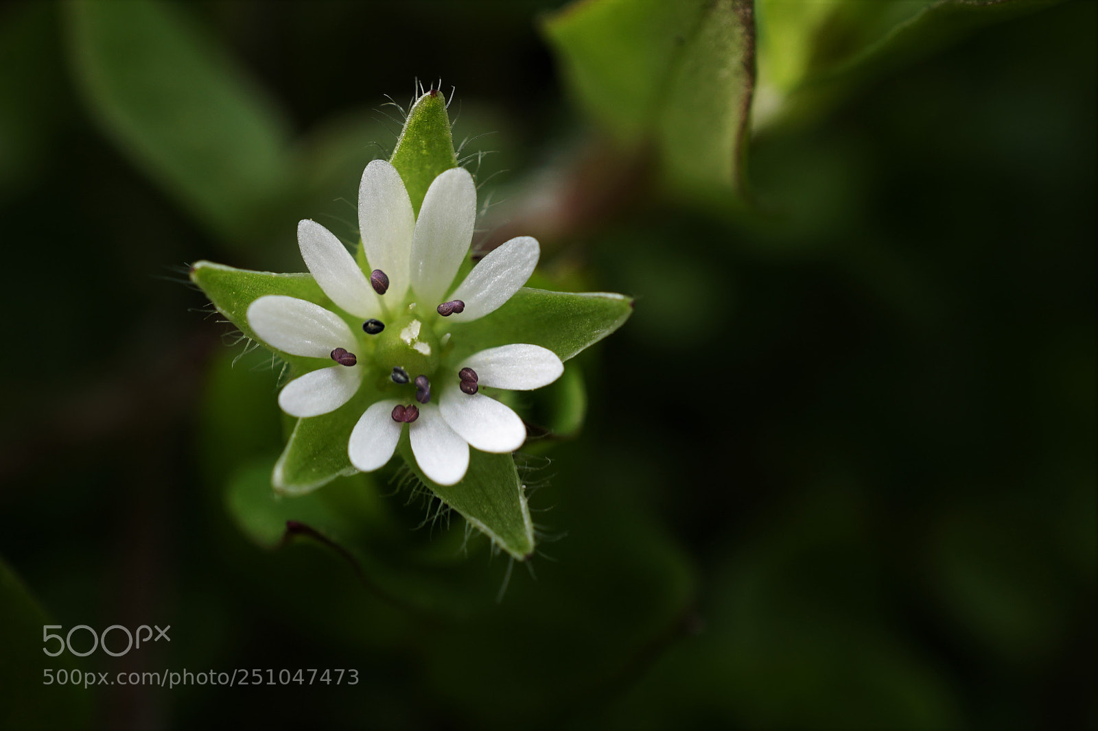 Sony a6500 sample photo. Stellaria media l photography