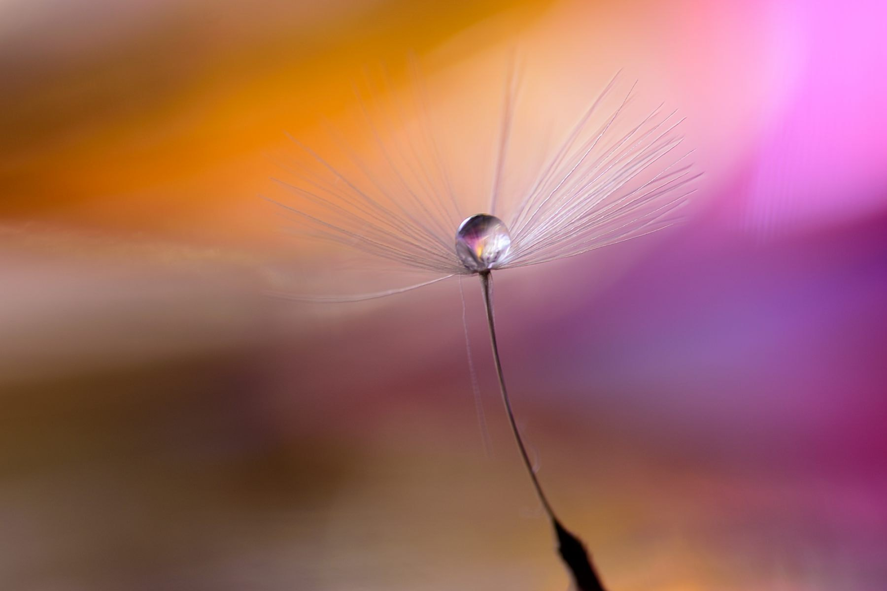 Sigma 105mm F2.8 EX DG OS HSM sample photo. Like an angel photography