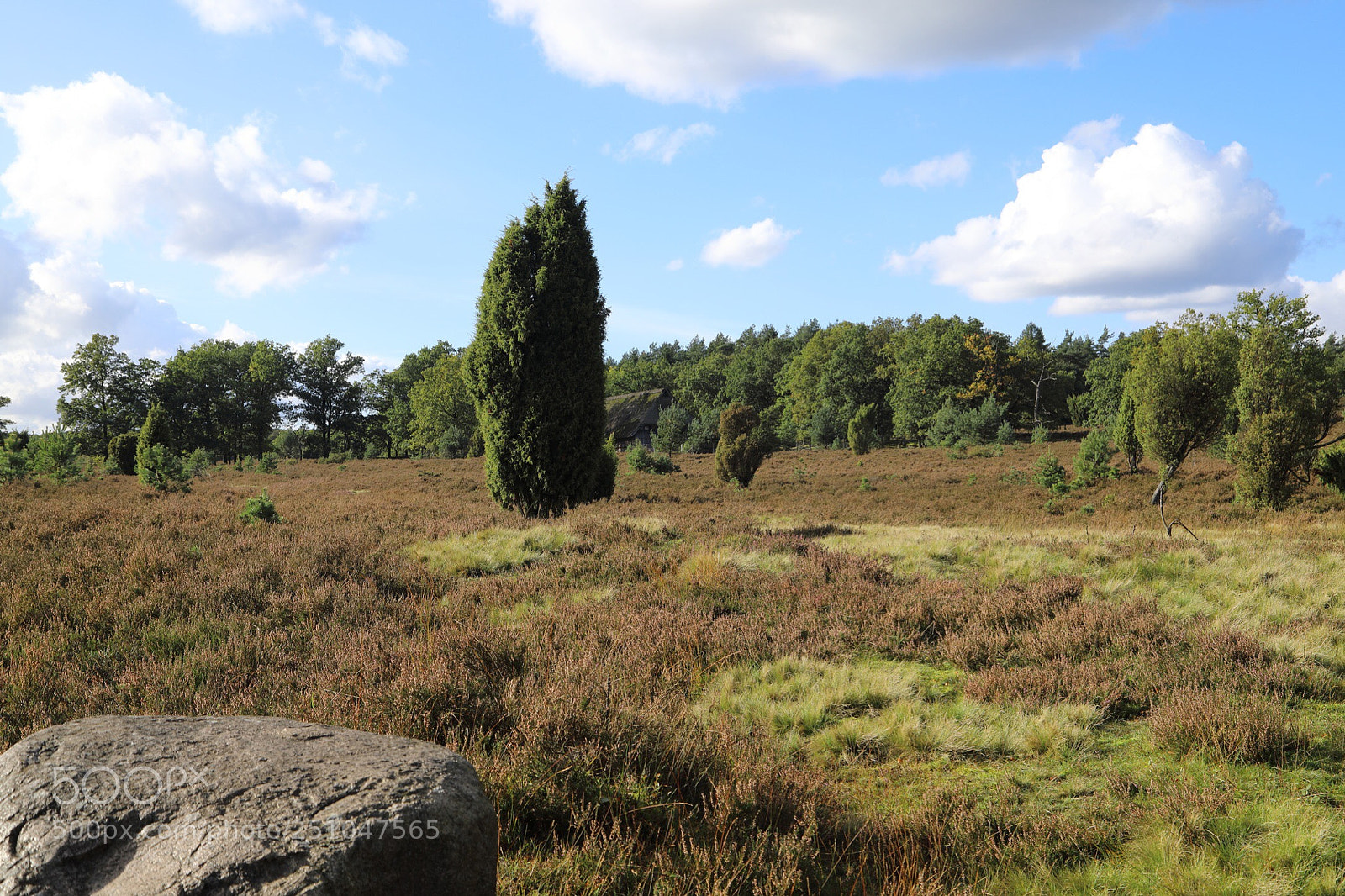 Canon EOS 5D Mark IV sample photo. Lüneburger heide  photography