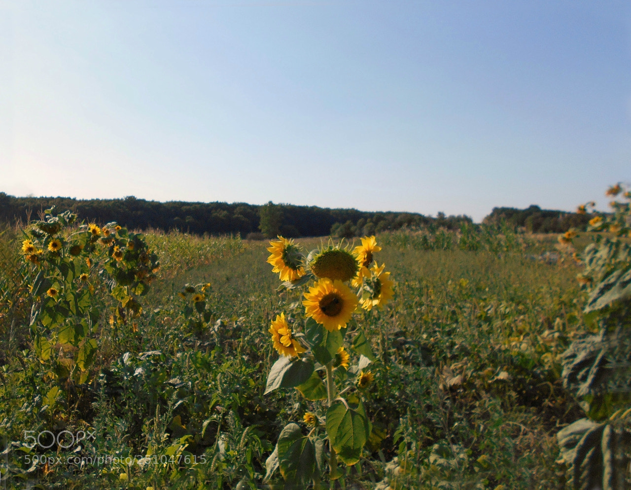 Nikon Coolpix A100 sample photo. Edecec orig photography
