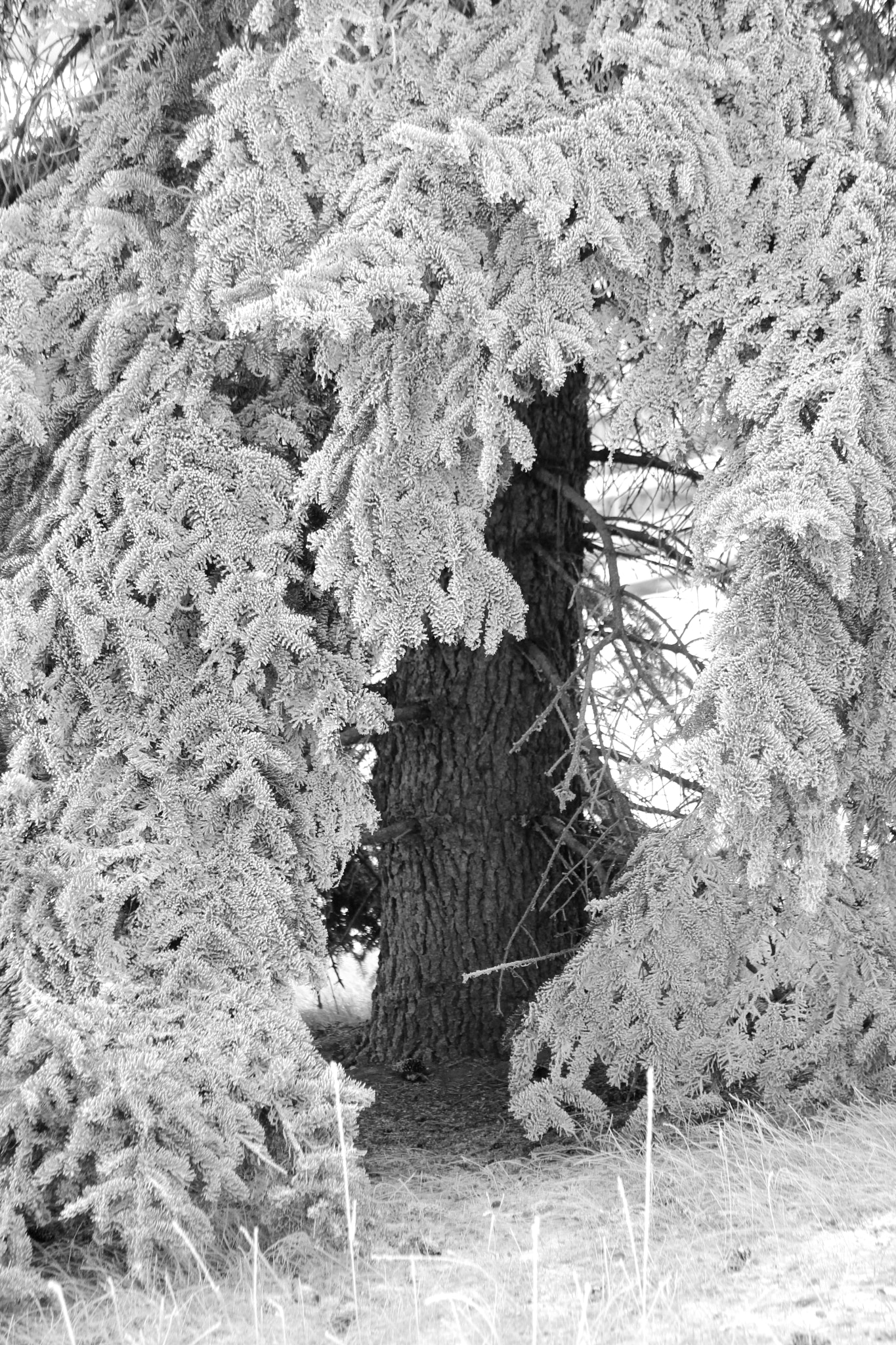 Canon EOS 550D (EOS Rebel T2i / EOS Kiss X4) sample photo. White spruce photography