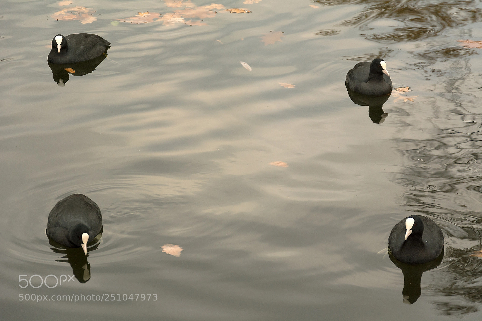 Nikon D7100 sample photo. Eurasian coot photography