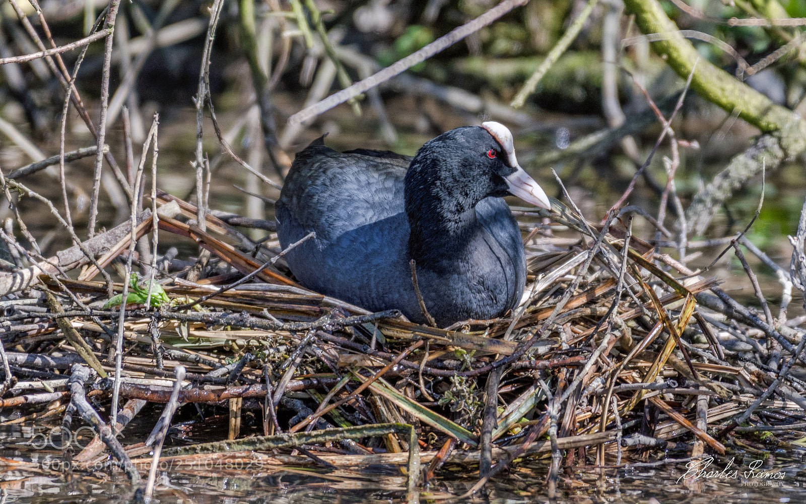 Nikon D500 sample photo. Veiller sur le nid photography