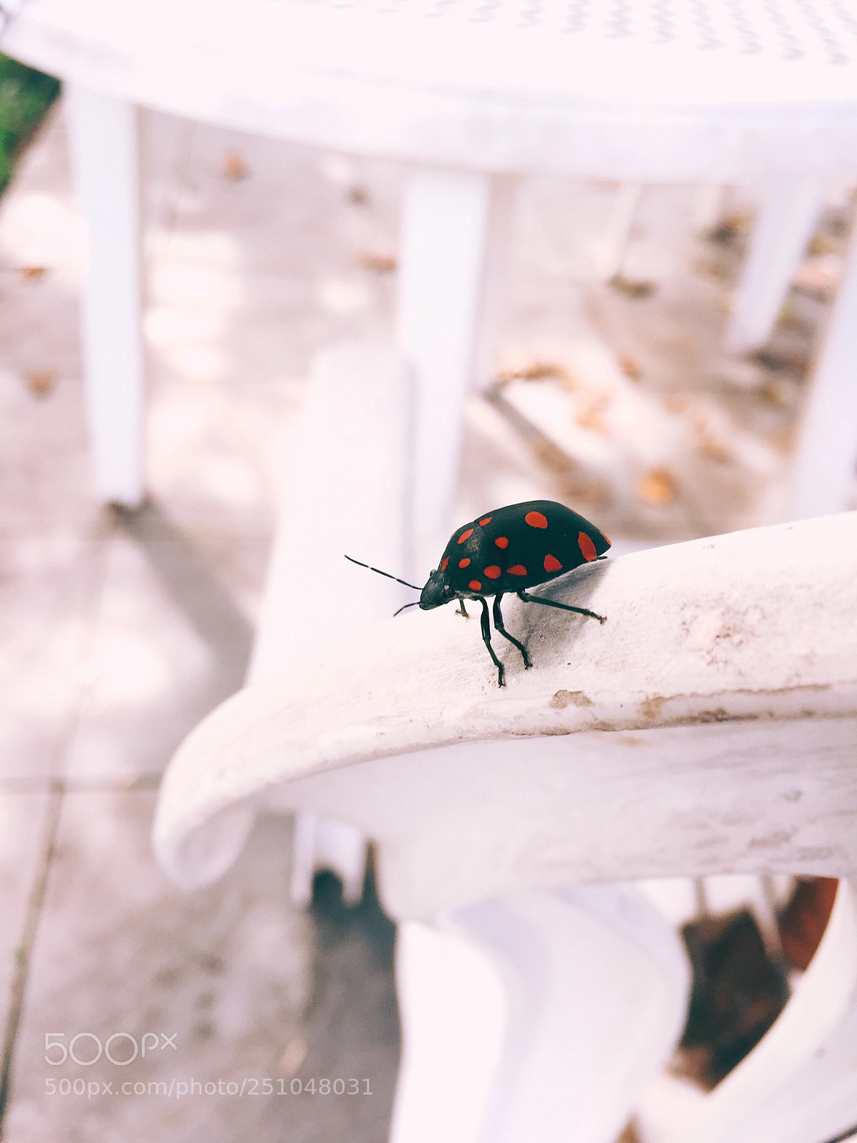 Apple iPhone 6 sample photo. @ bug  photography