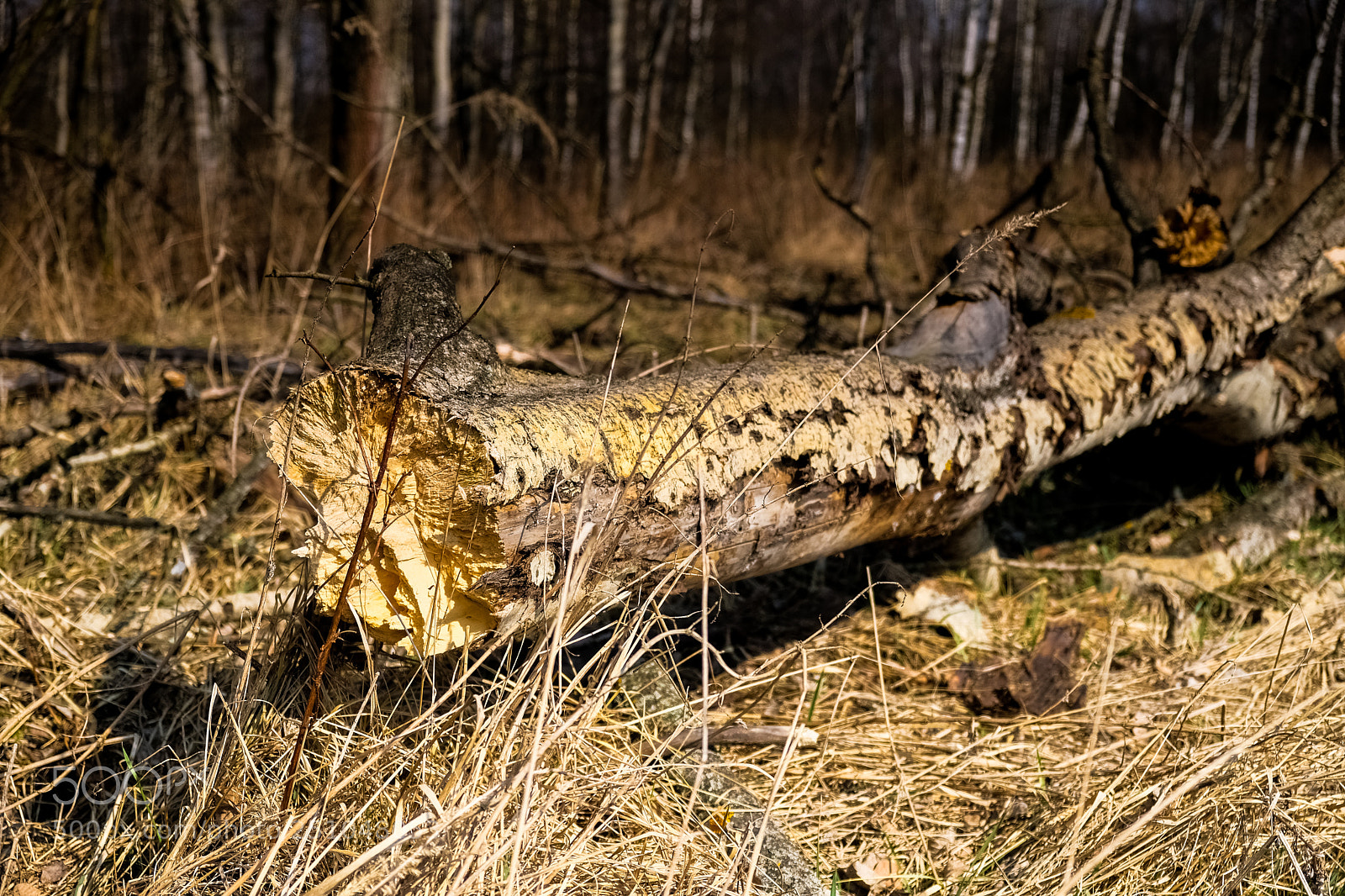 Fujifilm X-Pro2 sample photo. Broken tree photography