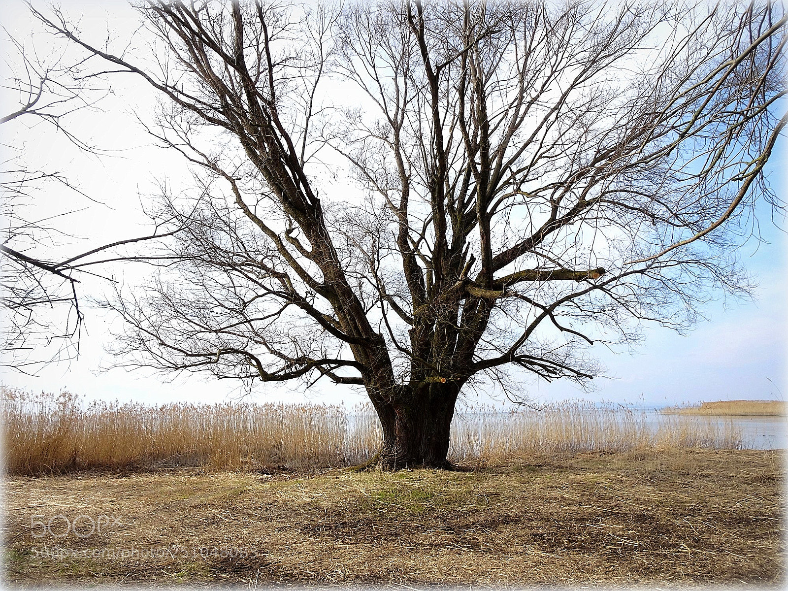 Sony Cyber-shot DSC-HX80 sample photo. "tree-at the lake" photography