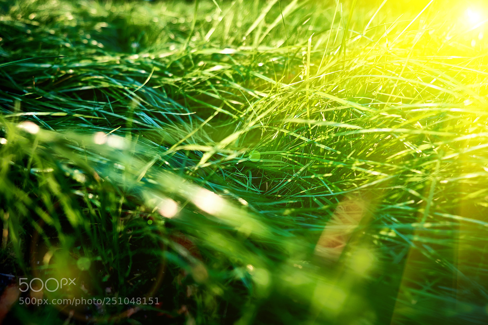 Fujifilm X-T10 sample photo. Green grass background, toned photography
