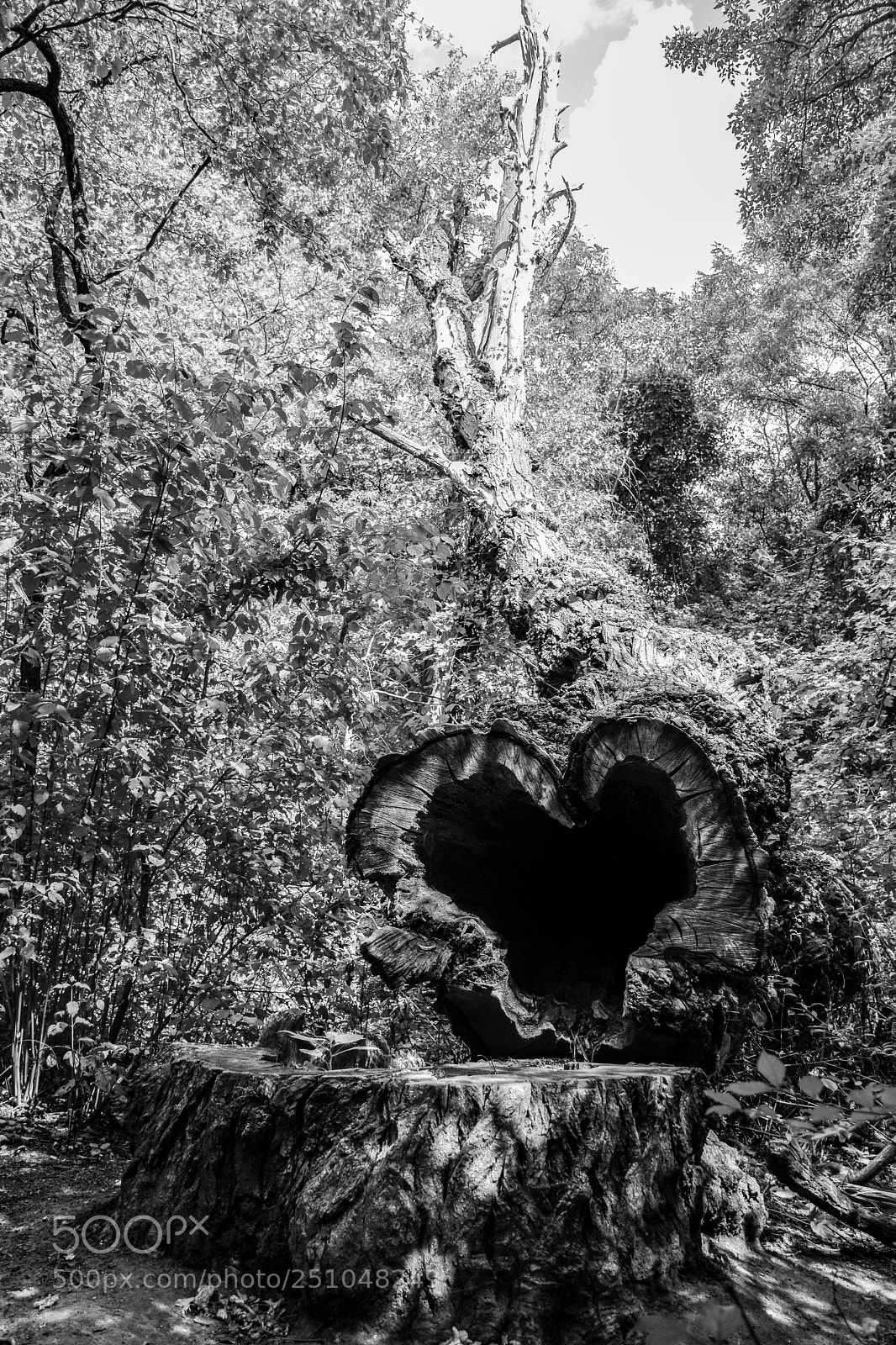 Nikon D5300 sample photo. Sawed heart photography