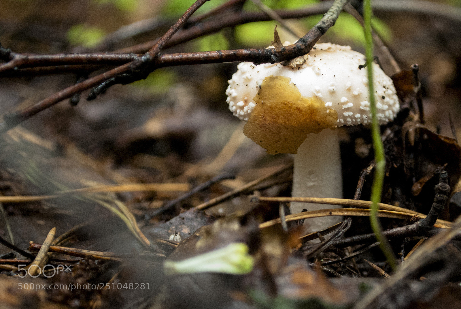 Nikon D60 sample photo. Mushroom photography