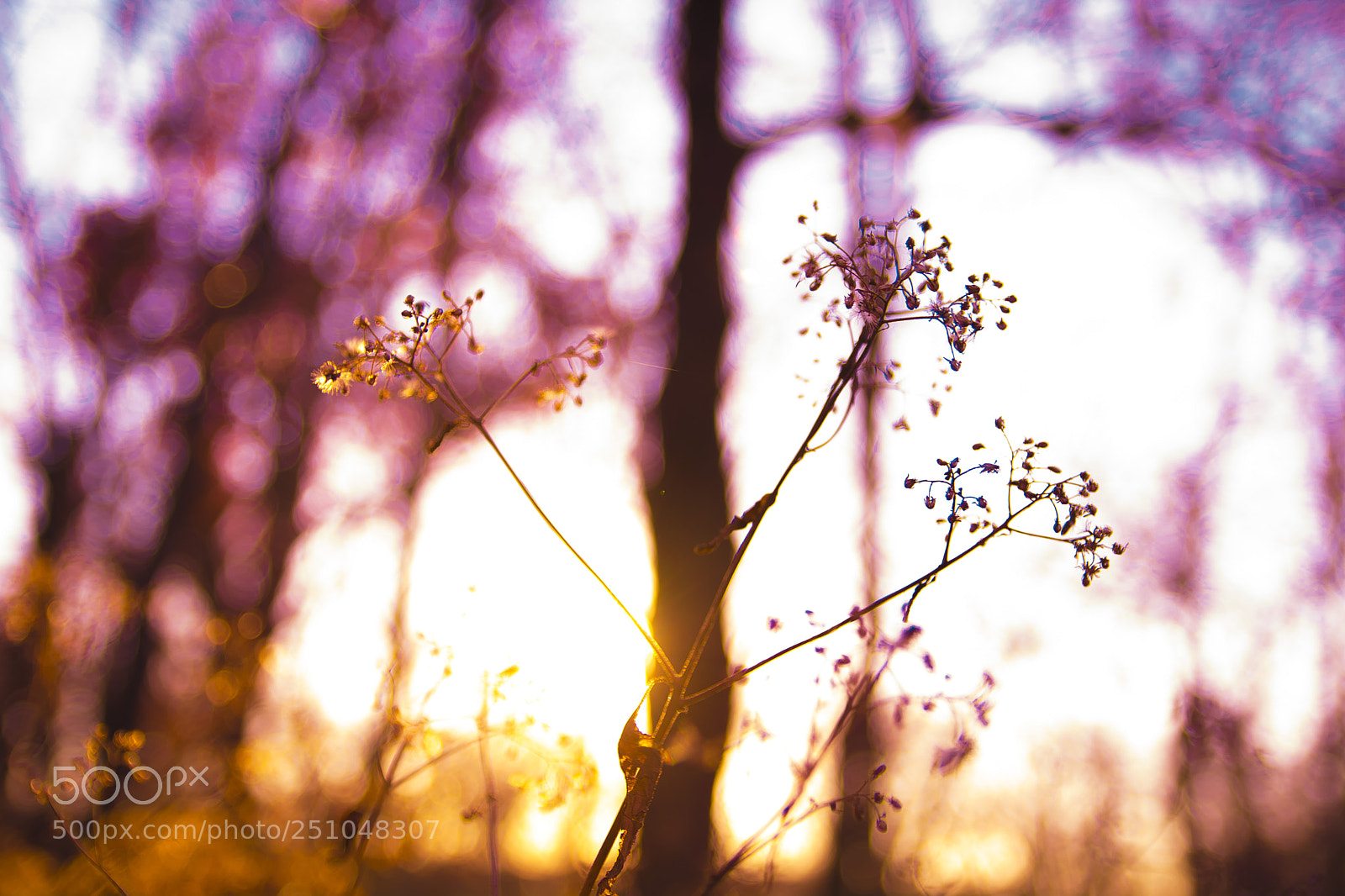 Nikon D7100 sample photo. Fragile photography