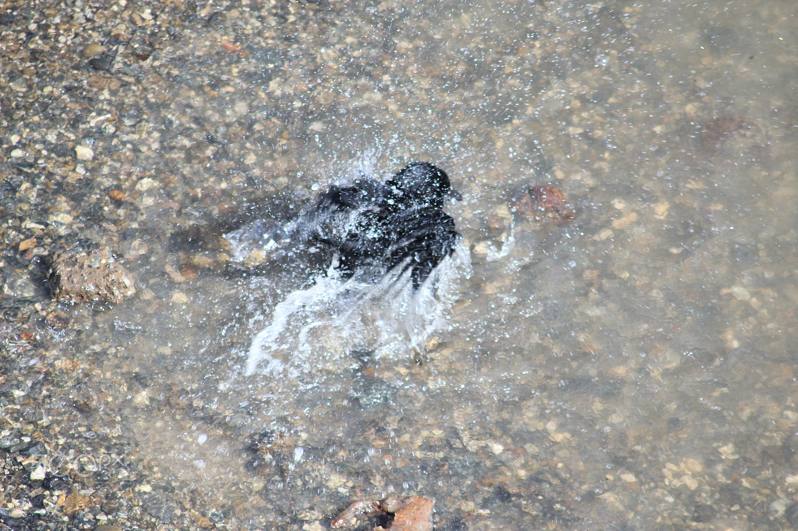 Canon EOS 600D (Rebel EOS T3i / EOS Kiss X5) sample photo. Bird bath photography