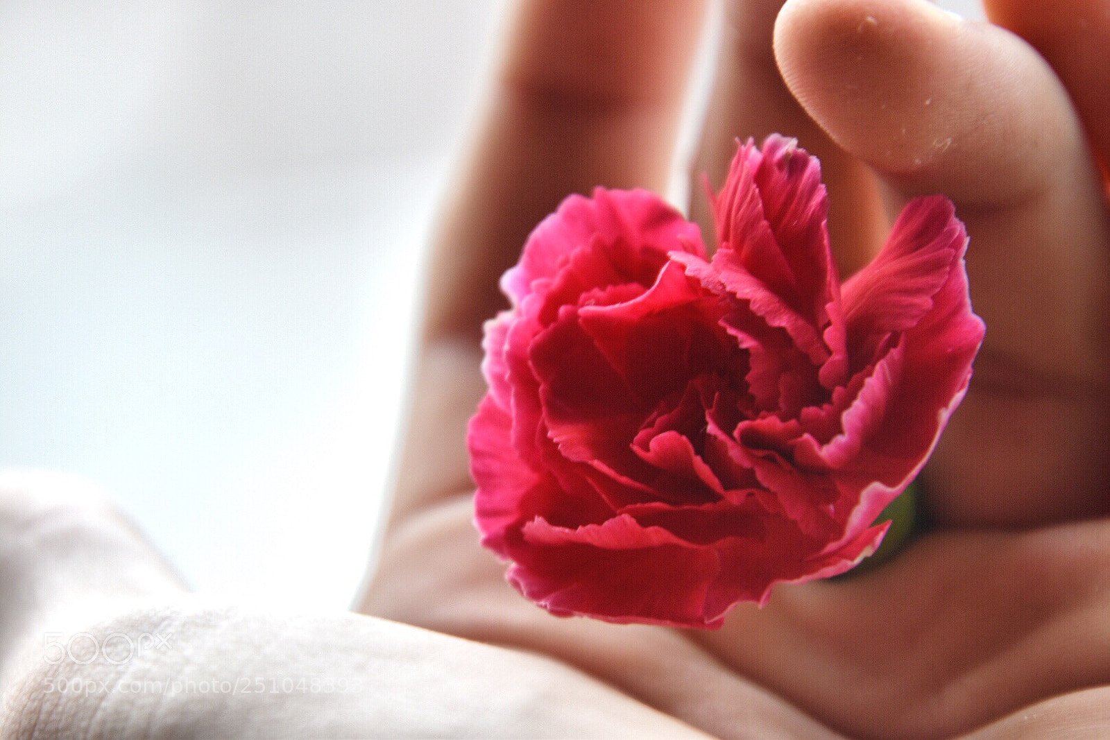 Nikon D5600 sample photo. Red carnation in hand  photography