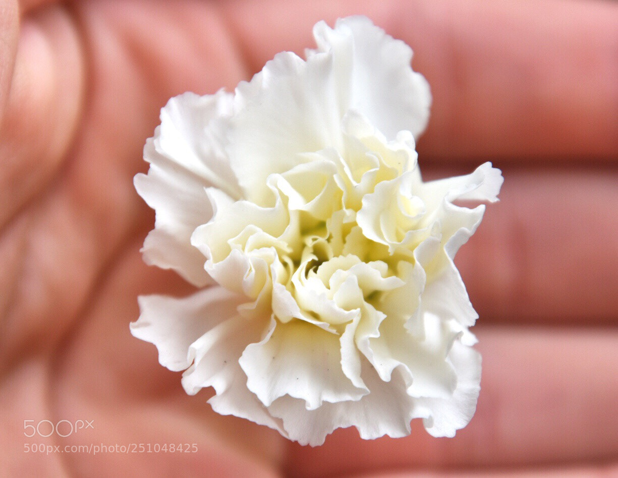 Nikon D5600 sample photo. Whit carnation  photography