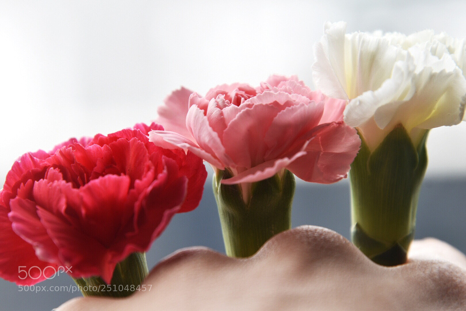 Nikon D5600 sample photo. Carnation fist photography